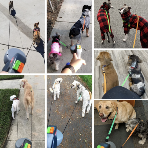 Podwójna smycz dla psów | Zintegrowana lampa